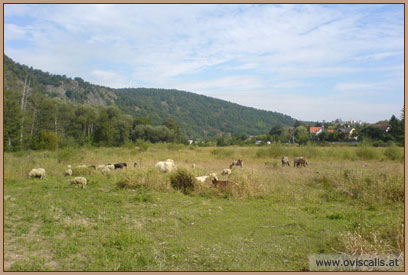 Weideprojekt Kamptal