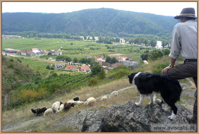 Weideprojekt Wachau